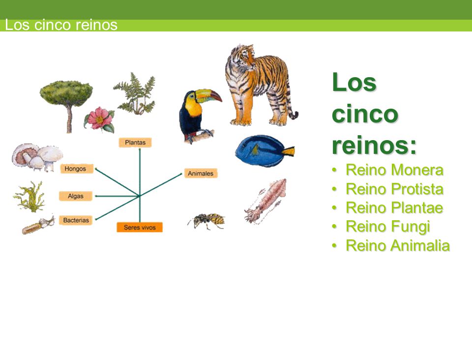 Alimentacion reino vegetal